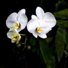 Orchids And Leaves