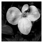 4 Petal Orchard B&W