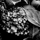 Tiny Flowers B&W