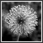 Star Burst Of Flower Buds