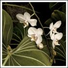 White Orchid On Leaves