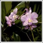 Pink Orchids