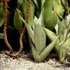 Green Leaves And Rope