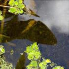Submerged Leaf