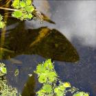 Submerged Leaf