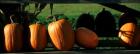 Row Of Pumpkins