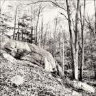 Boulder And Woods