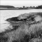 Saw Grass And Coastline