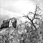 Mtn. Peak With Foliage B/W