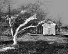 Cabin And Tree