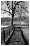 Backyard Fence And Tree B/W