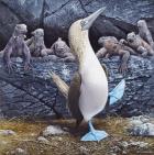 Blue Footed Boobies