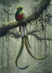 Resplendent Quetzal 2