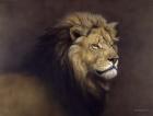 Lion Male