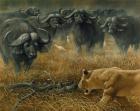 Lioness And Cape Buffalos