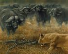 Lioness And Cape Buffalos