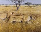 Hunting Lions