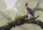 Ornate Hawk - Eagle