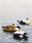 Common Eider