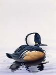 Hooded Merganser