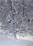 Snow Tree With Magpies