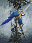 Blue And Yellow Macaws 2