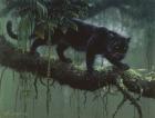 Black Jaguar