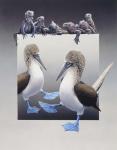 Bluefooted Boobies And Marine Iguanas