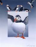 Puffins