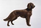 Irish Setters