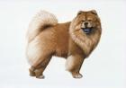 Chow Chow