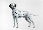 Dalmatian