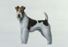 Fox Terrier