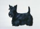 Scottish Terrier