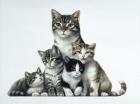 Cat Family