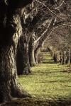 Walkway Of Trees