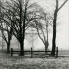 Woods And Fence