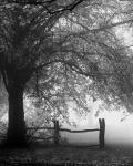 Rolling Fog With Fence B/W