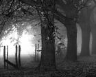 Rolling Fog Fence And Trees B/W