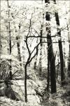 Monochrome Woods - Fall