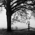 Aging Fence