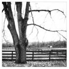 Winter Morning Texture Fence & Field