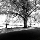 Sunny School Roadway