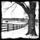 Soft Focus Winter Scene