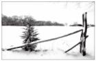 Winter White With Fence