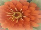 Orange Zinnia