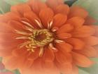 Orange Zinnia