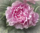 Pink Peony