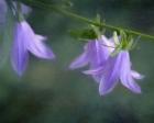 Purple Bells