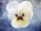 Pansy